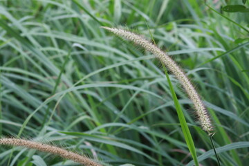 grass flower Cortaderia selloana commonly known as Pampas Grass. Ears of dry grass are tinted in warm autumn colors. Blue sky. Sunny day. Fall natural concept. Selective focus. Copy space.
