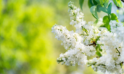Sprig of blooming white lilac flowers on a blurred nature background. Banner with flowers for greeting cards.