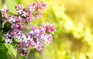 Blooming purple lilac flowers on a blurred nature background on a sunny day. Greeting banner with place for text.