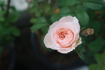 Bloomsbury rose flowers blur background