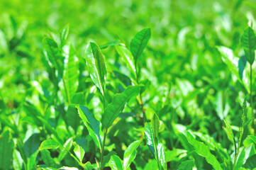 お茶の若葉