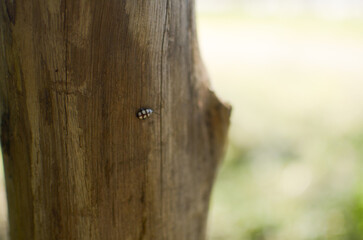 Pequeño insecto en la madera