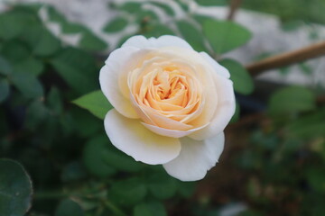 Bloomsbury rose flowers blur background