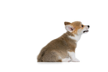 Full-length portrait of cute puppy of Welsh corgi dog posing isolated on white studio background. Concept of motion, pets love, animal life.