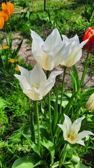 Obraz na płótnie Canvas Early spring bright blooming tulips in Ukraine