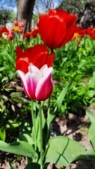 Early spring bright blooming tulips in Ukraine