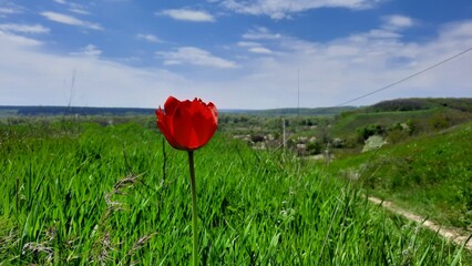Obraz premium Early spring bright blooming tulips in Ukraine