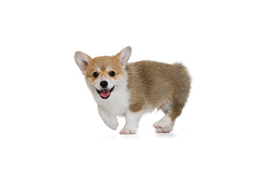 Obraz premium Happy cute puppy of Welsh corgi dog posing isolated on white studio background. Concept of motion, pets love, animal life.