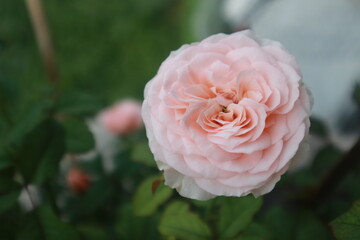 Bloomsbury rose flowers blur background