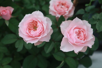 Bloomsbury rose flowers blur background