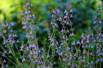 Sage flower in bloom.