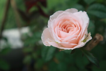 Bloomsbury rose flowers blur background