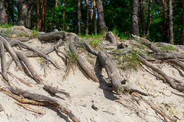 Exposed pine tree roots on a sandy shore