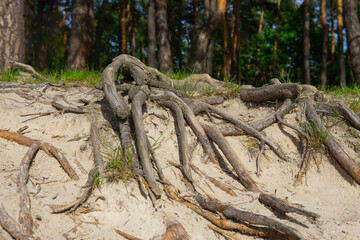 Old pine tree roots coming above the ground