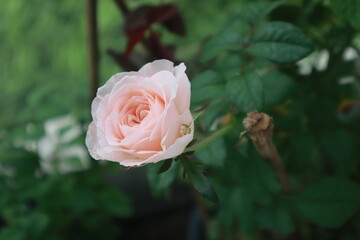 Bloomsbury rose flowers blur background
