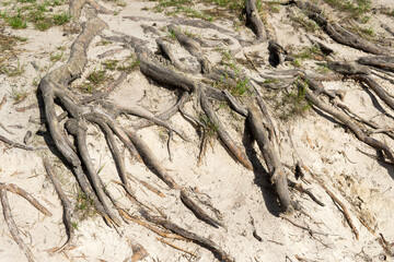 Tree roots coming to the surface
