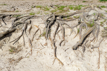 Sandy area with exposed tree roots