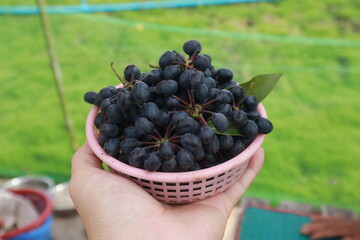 Lamduan is named after the local language as Hom Nuan. Lamduan is a type of flowering plant native to Southeast Asia. and is an auspicious plant bestowed upon Sisaket Province Melodorum fruticosum