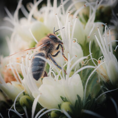 Bee collecting nectar in a flower