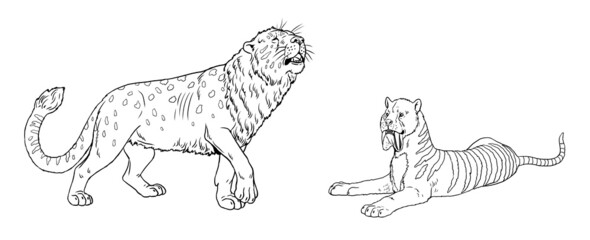 Prehistoric predators - thylacosmilus and cave lion. Drawing with extinct feline predator. Template for coloring book with saber-tooth.