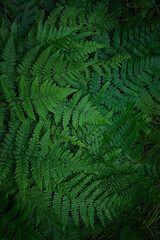 Fototapeta na wymiar Green fern leaves texture, dark natural forest background. Beautiful wild plants leaves pattern. fern - symbol of litha sabbath, sacred plant of wicca. top view