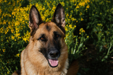 Charming thoroughbred dog in blooming yellow field in flowers in summer or late spring. Beautiful black-and-red German Shepherd sits in rapeseed field and smiles. Top view, close-up portrait.