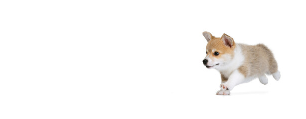 Happy cute puppy of Welsh corgi dog posing isolated on white studio background. Concept of motion, pets love, animal life.