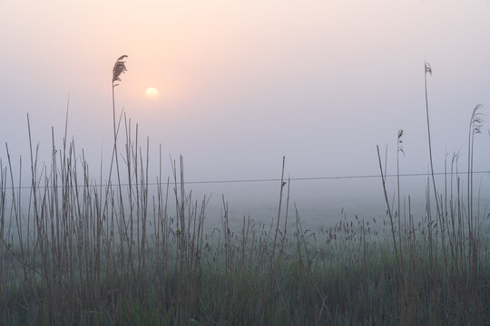 Reed and a meadow during a foggy, spring sunrise.