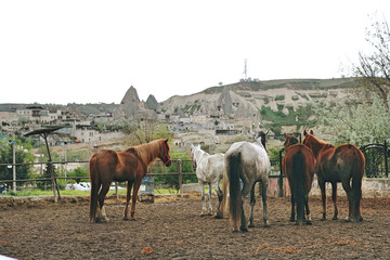Stable with horses in Cappadocia