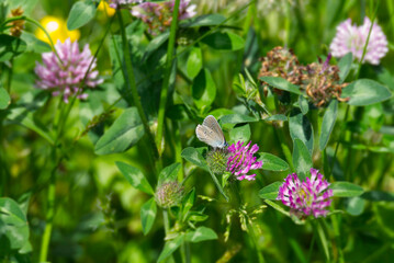 Mazarine blue (Cyaniris semiargus) Butterfly perched on pink flower in Zurich, Switzerland