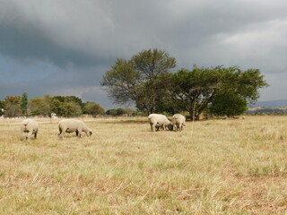 Naklejka na ściany i meble A herd of Hampshire ram sheep, rear view, grazing in a light brown grass field under a dark gray stormy sky, in Gauteng, South Africa