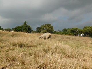 An isolated Hampshire ewe sheep, rear view, grazing in a brown grass field under a dark gray stormy sky with a row of bushy green trees on the horizon - Powered by Adobe