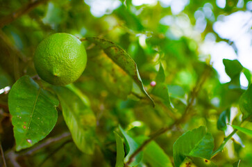 Cultivo y cosecha de plantas de Limon