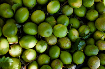 Cultivo y cosecha de plantas de Limon