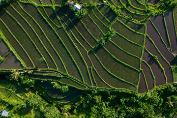 Top view of rice fields in Bali, sun and green plantation