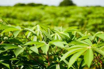 Planta de mandioca o yuca, plantación de mandioca o yuca