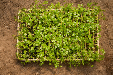 Cultivo de hortalizas, cultivo de verdura en huerto o vivero