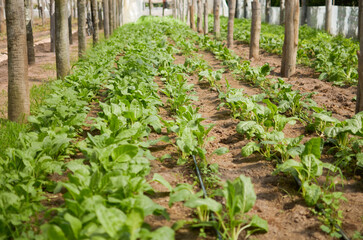 Fototapeta na wymiar Cultivo de hortalizas, cultivo de verdura en huerto o vivero