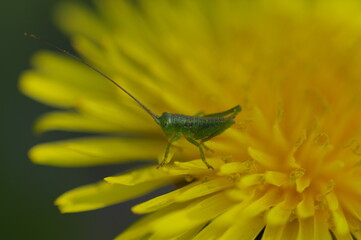 Little green grasshopper on a yellow flower