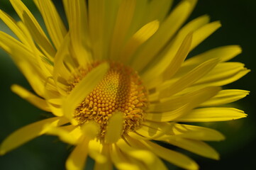 Yellow mini sunflower in the rays of the setting sun