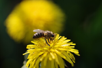 A bee collects pollen from a dandelion flower