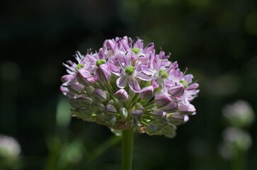 Blooming allium in the botanical garden