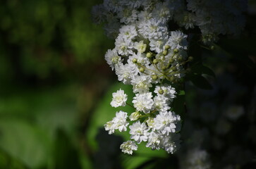 spring small white flowers in the botanical garden