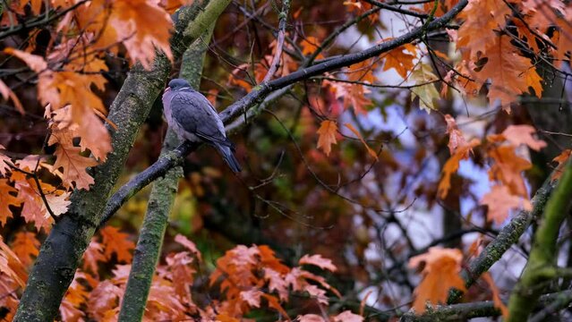 wild wood pigeon, Columba palumbus sitting in forest on branch of marsh oak Quercus palustris with orange, crimson oak foliage tremble in wind, concept ornithology, autumn leaf fall