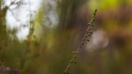 Macro de tiges de bruyère sauvages, dans un environnement aux couleurs automnales et riches