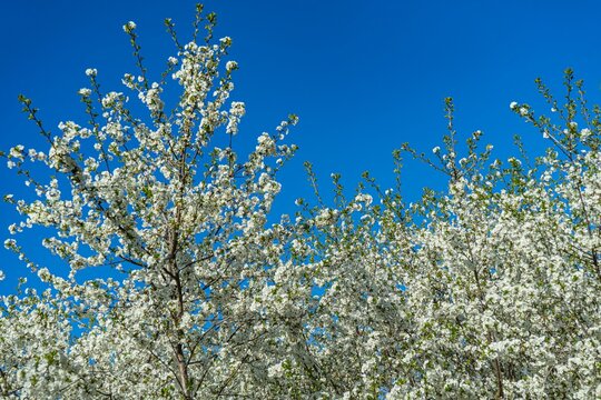 Blooming cherry. White sakura blooms profusely in spring against blue sky.