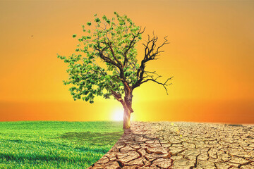 Global warming concept image showing the effects of dry land on the changing environment of trees....