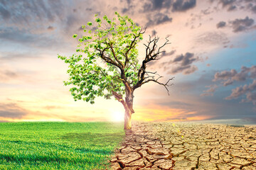 Global warming concept image showing the effects of dry land on the changing environment of trees. The concept of climate change. Environmental concept and global warming, big trees live and die. - obrazy, fototapety, plakaty