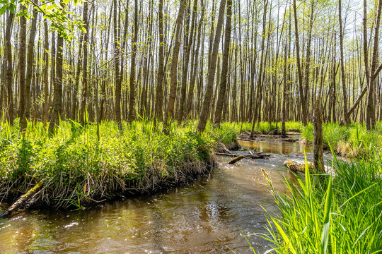 Beautiful river Biala Przemsza in Bledow (Poland)