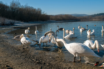 white swan paws on the ice reflecting